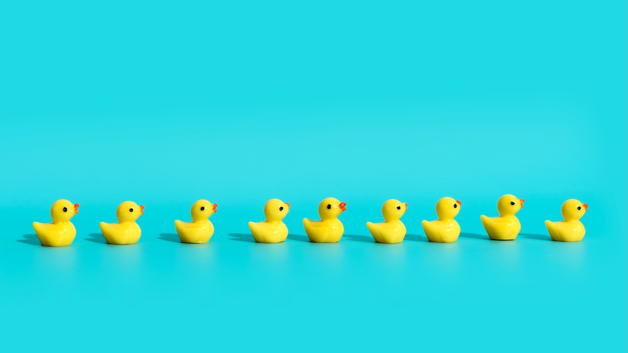 A line of rubber ducks all facing the same direction on a blue background
