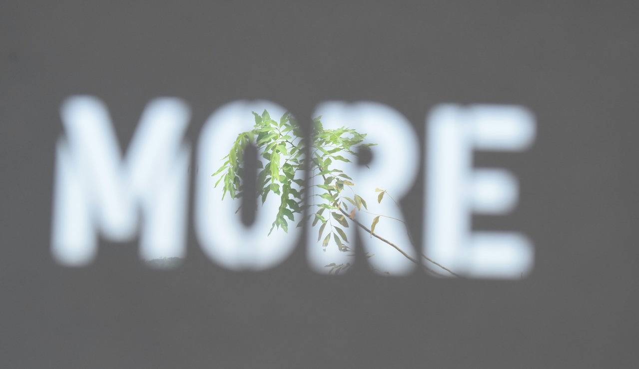 The word MORE in capitals, slightly blurred, and with a green plant in focus